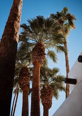 Palm Trees Against Blue Sky