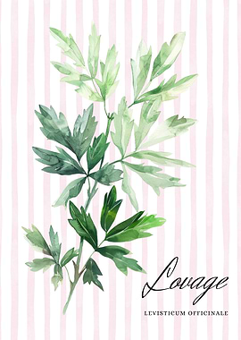 Watercolor Lovage Illustration | Herbal kitchen decor
