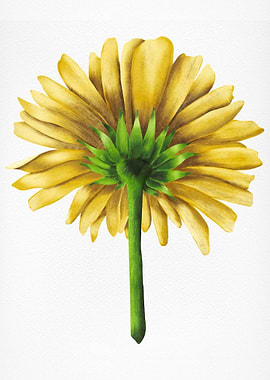 Yellow Flower Backside