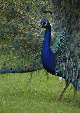 Peacock with Spread Feathers