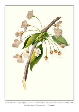 Cherry Plum Flower Illustration