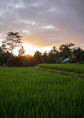 Sunset Over Rice Paddy