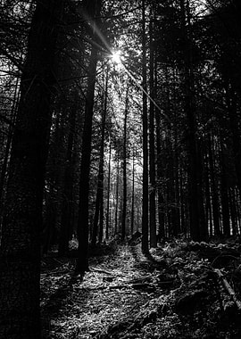 Sunbeams in the Forest