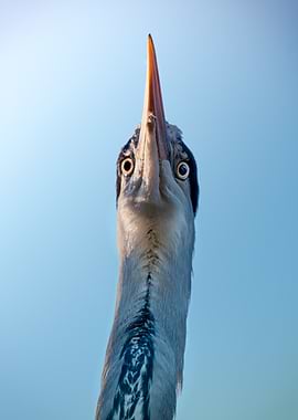 Heron Close-Up