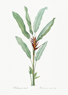 Heliconia humilis Illustration