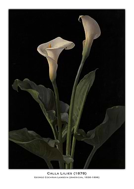 Calla Lilies Painting