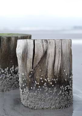 Weathered Wooden Posts