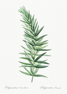 Polygonatum Verticillatum Illustration