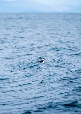 Puffin on the Ocean