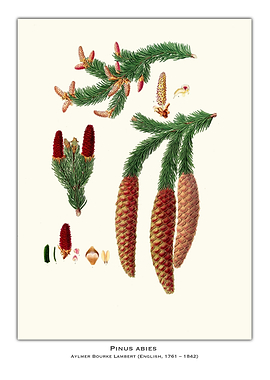 Botanical Illustration of Pinus Abies