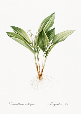 Lily of the Valley Illustration