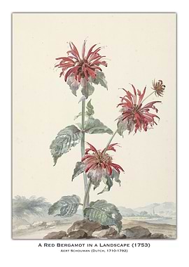 Red Bergamot Watercolor