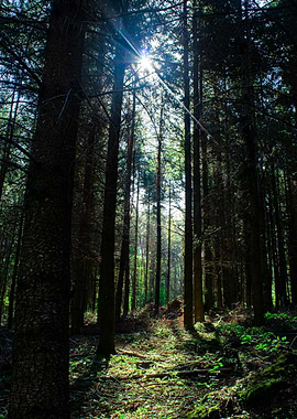 Sunbeams in the Forest