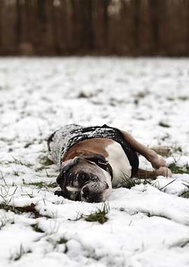 Boxer Dog in Winter