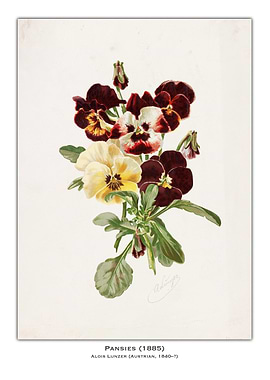 Vintage Pansy Illustration