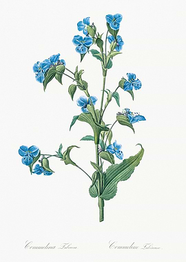 Blue Flower Illustration
