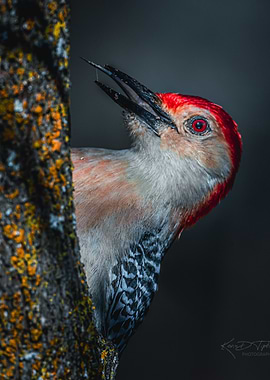 Red-bellied Woodpecker Close-up
