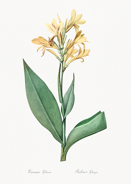 Yellow Canna Flower Illustration