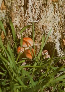 Mushrooms in the Woods