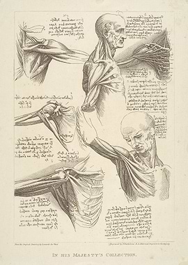 Anatomical Drawings of the Human Arm