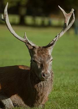 Red Deer with Antlers