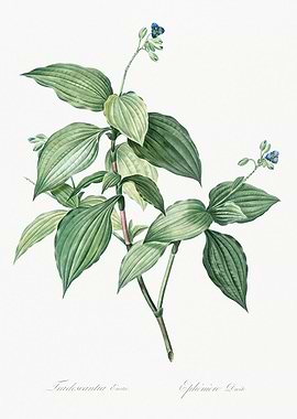 Tradescantia Erecta Botanical Illustration