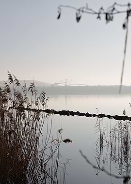 Misty Lake with Reeds