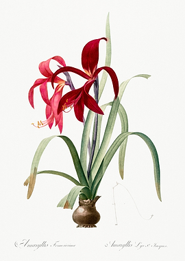 Amaryllis Flower Illustration