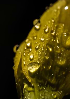 Water Droplets on Yellow Petal