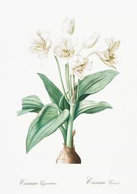 Crinum Giganteum Flower Illustration