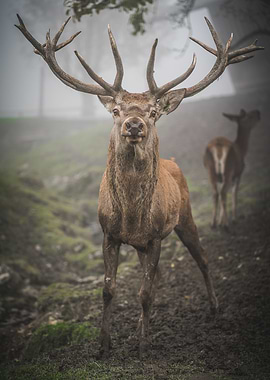 Red Deer in Fog