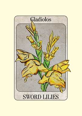 Gladiolus Sword Lilies
