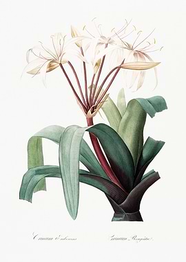 Crinum Flower Illustration