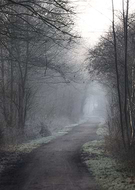 Misty Forest Path in Winter