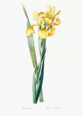 Yellow Iris Flower Illustration