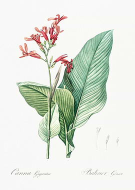 Canna Gigantea Botanical Illustration