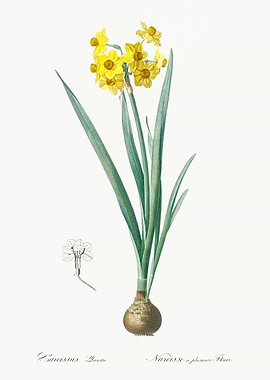 Daffodil Botanical Illustration
