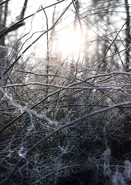 Frosted Branches