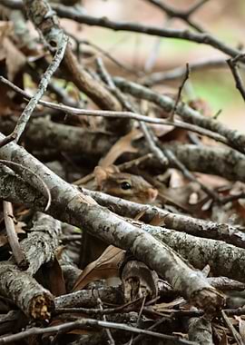 Chipmunk Hiding in Branches