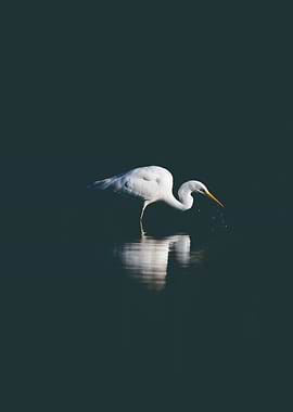 White Egret in Water