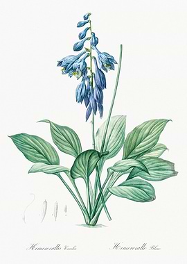 Blue Daylily Botanical Illustration