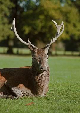 Red Deer in Meadow