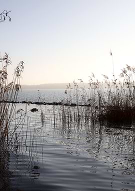 Calm Lake with Reeds