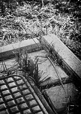 Weeds Growing Through Pavement