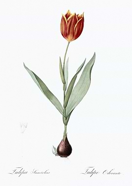 Botanical Illustration of Tulip