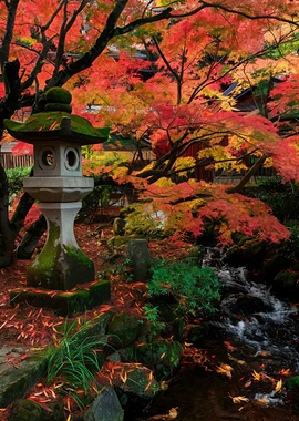 Japanese Garden Autumn