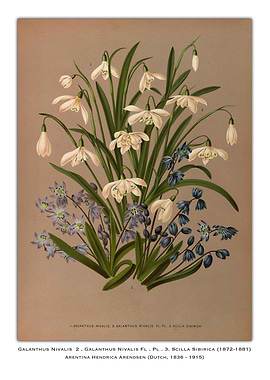 Snowdrop and Siberian Squill Bouquet