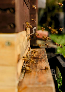 Bees at the Hive