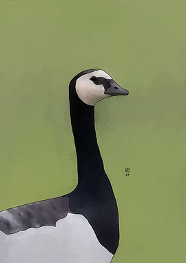 Barnacle Goose Portrait