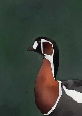 Red-breasted Goose Portrait